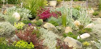 Plants in Landscaping