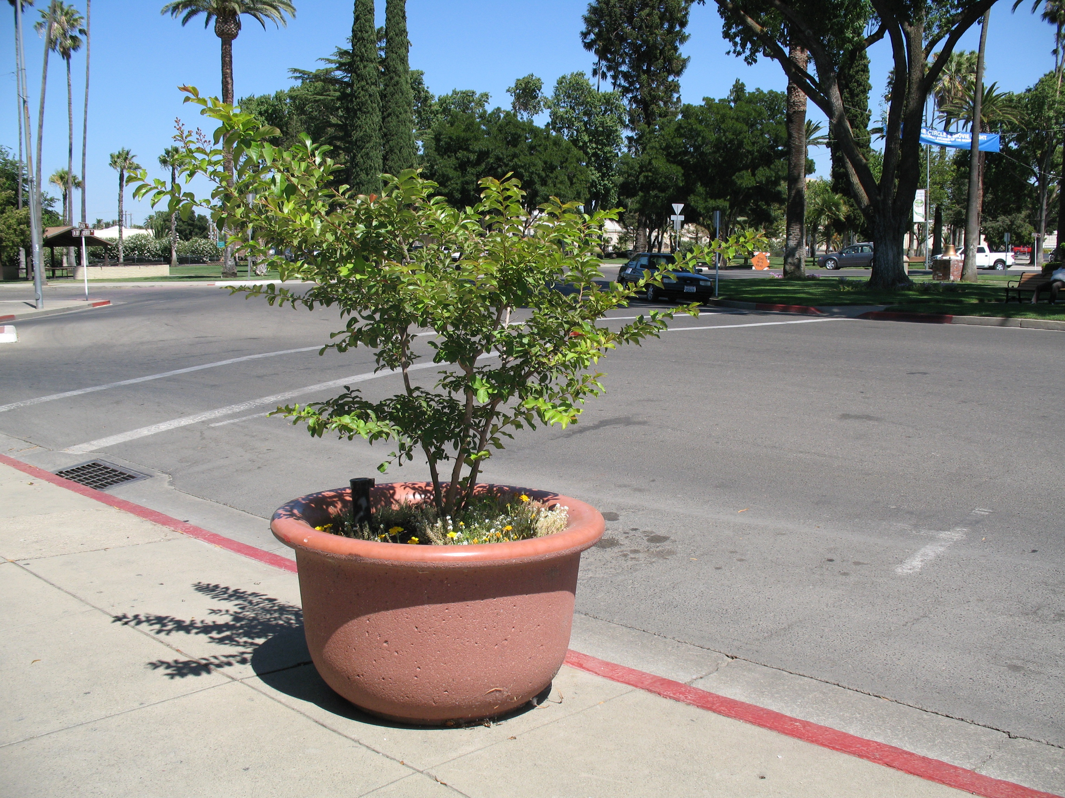 Beautification Committee Planter Pots