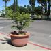 Beautification Committee Planter Pots